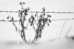 Schnee, Disteln und Stacheldraht