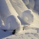 Schnee-Donut am Baumstamm #1