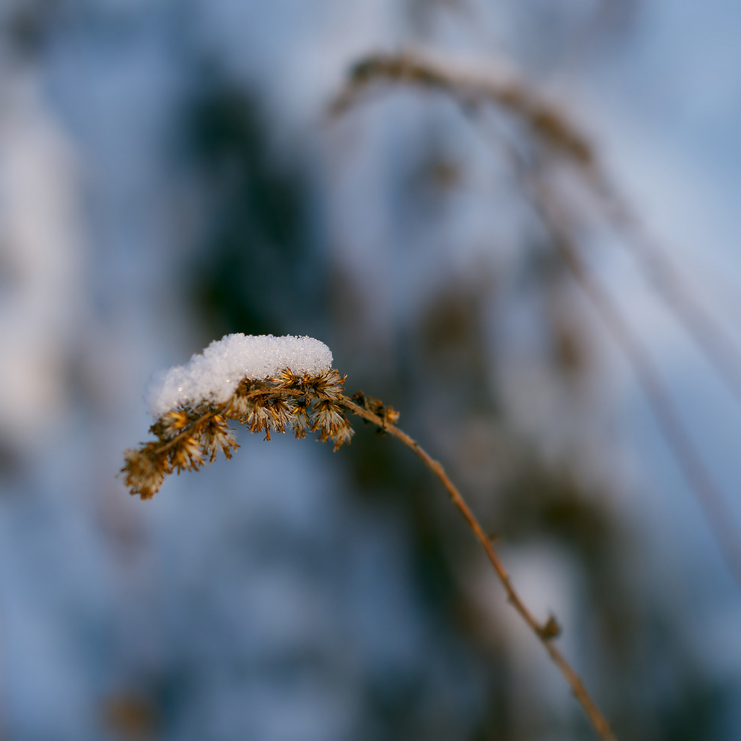 Schnee drauf