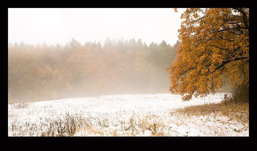 Schnee-Eiche