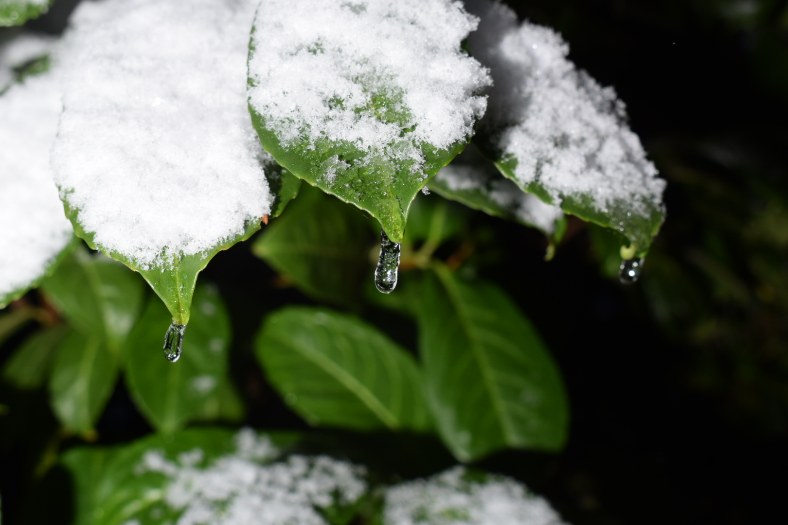 Schnee & Eis & Kirschlorbeer