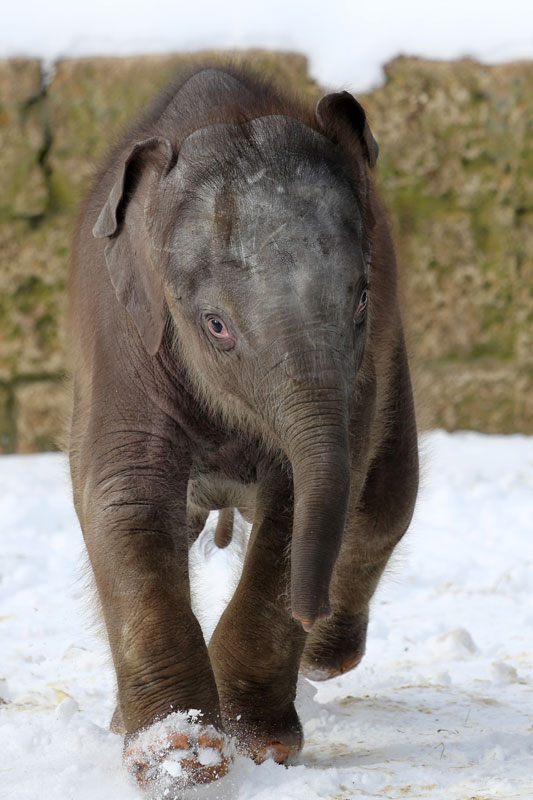 Schnee-Elefant