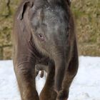 Schnee-Elefant