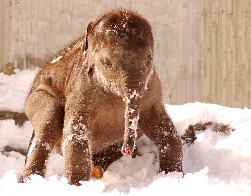 Schnee-Elefant