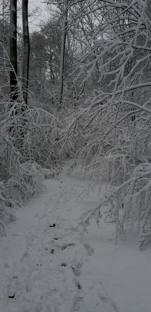 Schnee Ende Januar