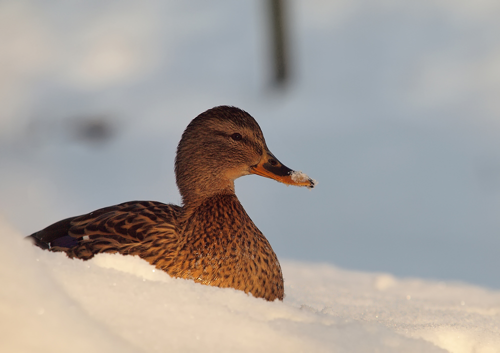 Schnee-Ente