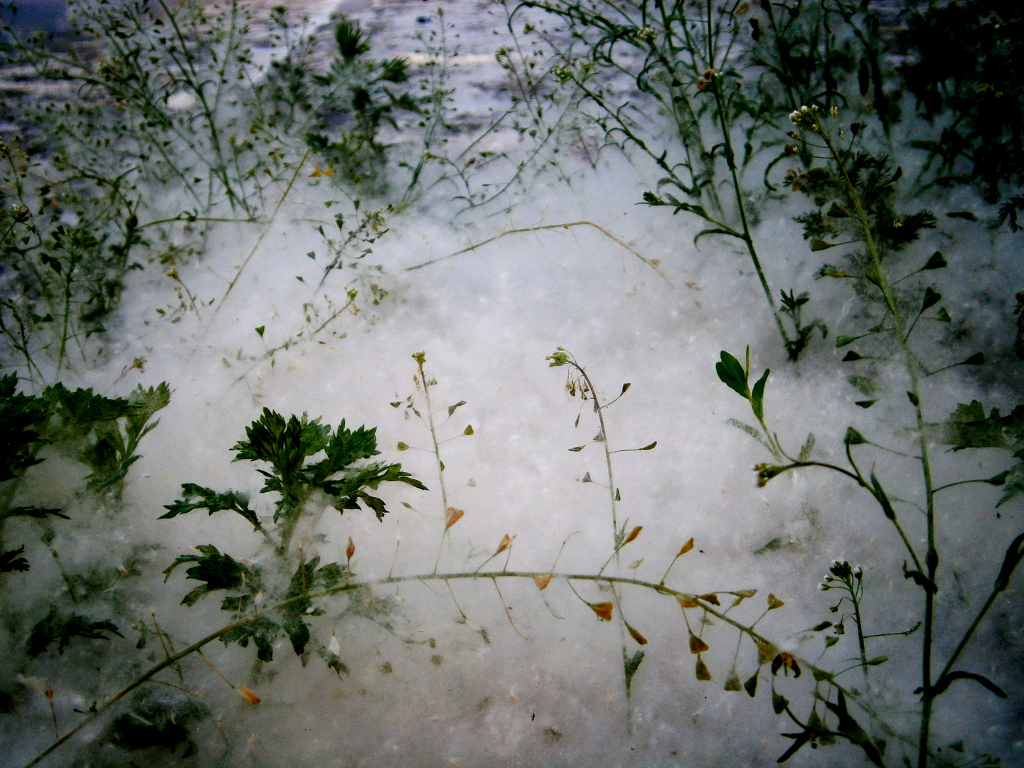 Schnee ? =es sind Pappelpollen