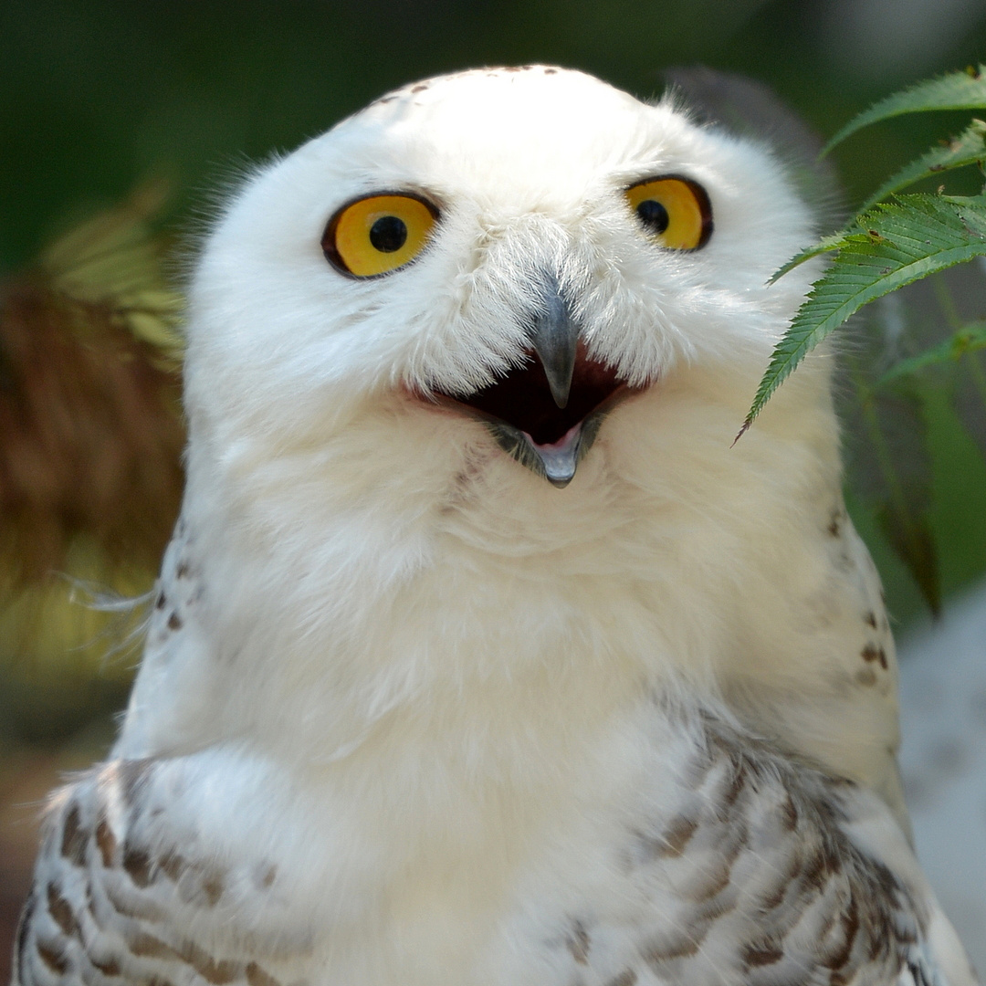 Schnee Eule Foto & Bild | tiere, zoo, wildpark & falknerei, vögel