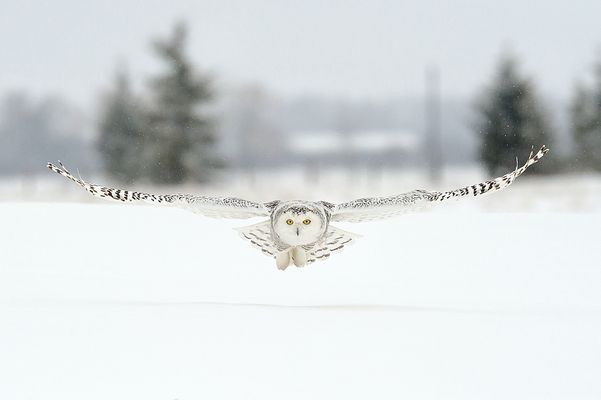 Schnee-Eule