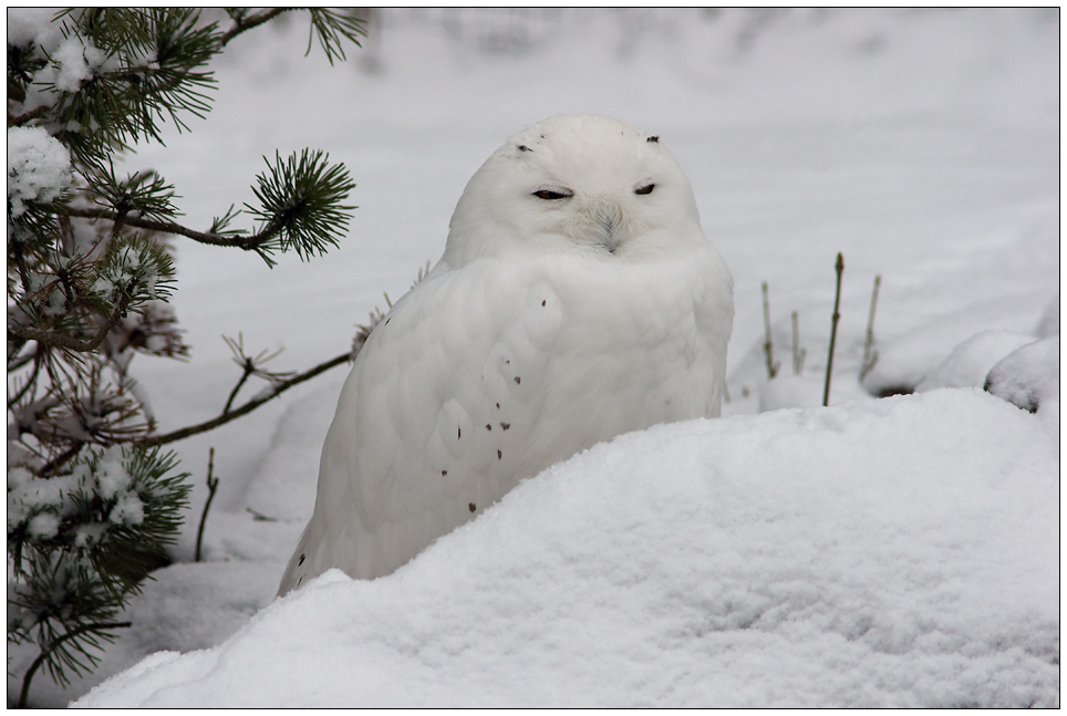 Schnee-Eule