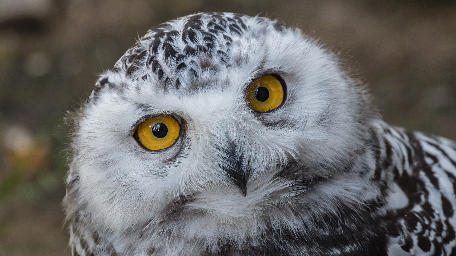 SCHNEE-EULE Foto & Bild | natur, zoo, tiere Bilder auf fotocommunity