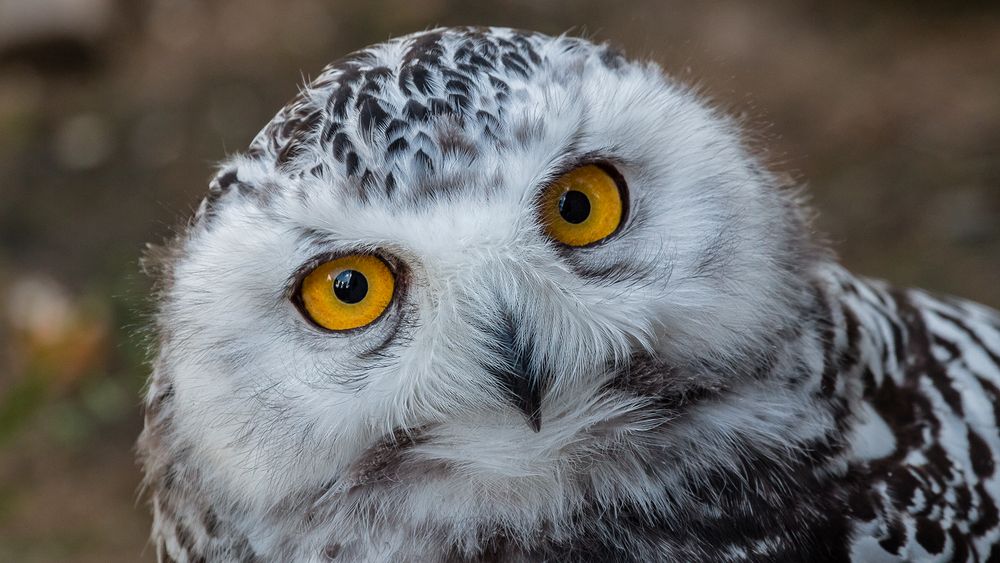 SCHNEE-EULE Foto & Bild | natur, zoo, tiere Bilder auf fotocommunity