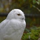 Schnee-Eule (Bubo scandiacus)