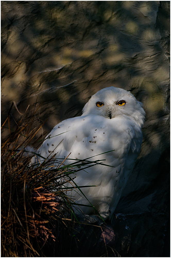 Schnee Eule ( Bubo scandiacus)