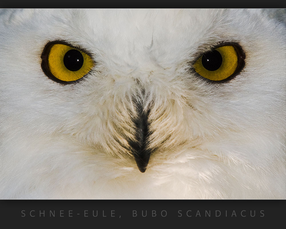 Schnee-Eule (Bubo scandiacus)