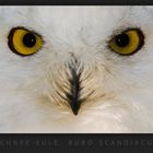 Schnee-Eule (Bubo scandiacus)