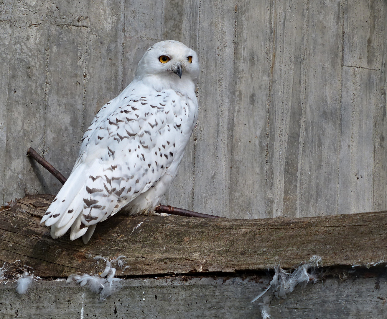 Schnee-Eule (Bubo scandiacus)