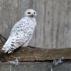 Schnee-Eule (Bubo scandiacus)