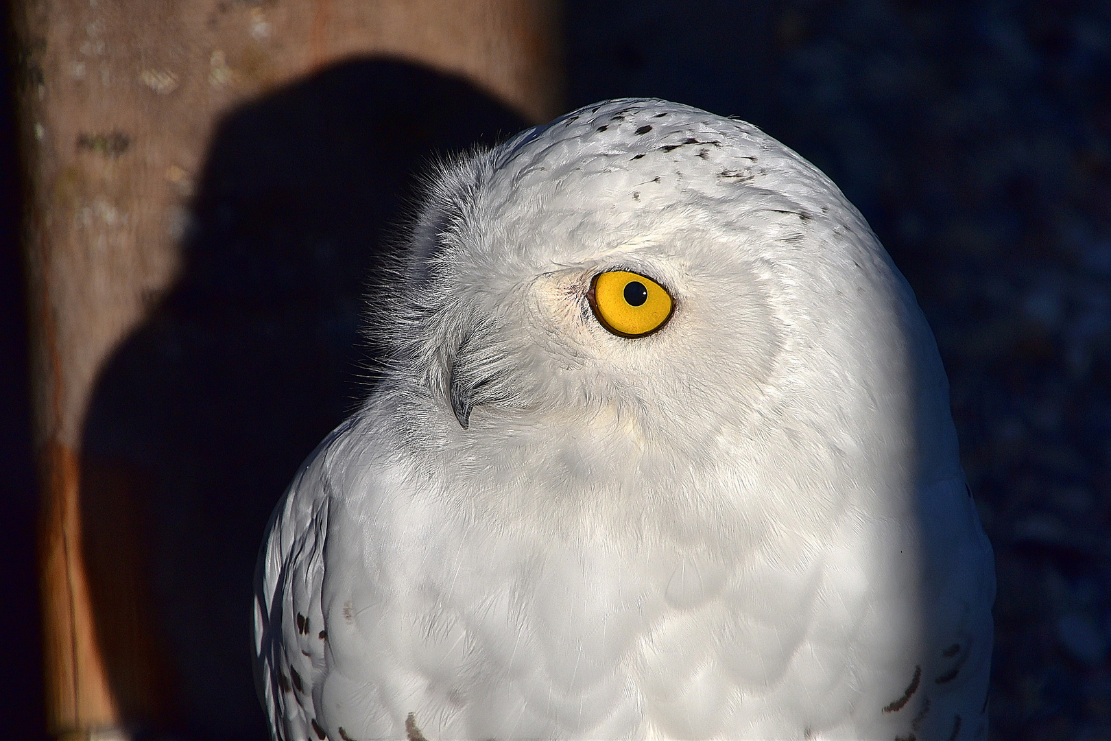 Schnee-Eule (Bubo scandiacus)