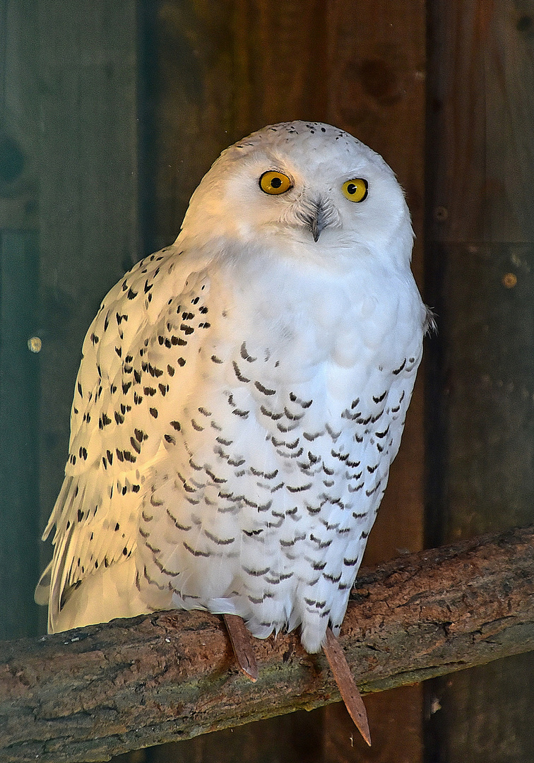 Schnee-Eule (Bubo scandiacus)