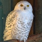 Schnee-Eule (Bubo scandiacus)