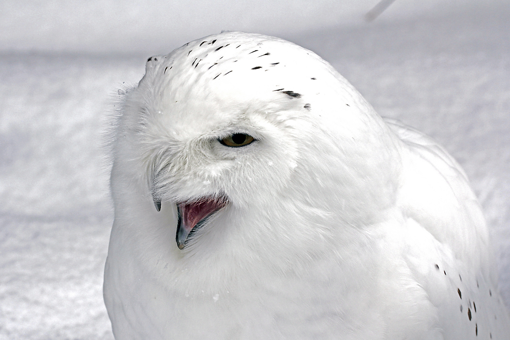 Schnee-Eule (Bubo scandiacus)