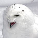 Schnee-Eule (Bubo scandiacus)