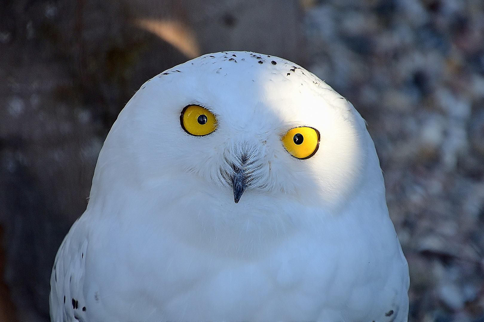  Schnee-Eule (Bubo scandiacus)