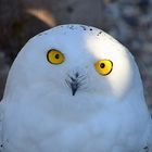  Schnee-Eule (Bubo scandiacus)