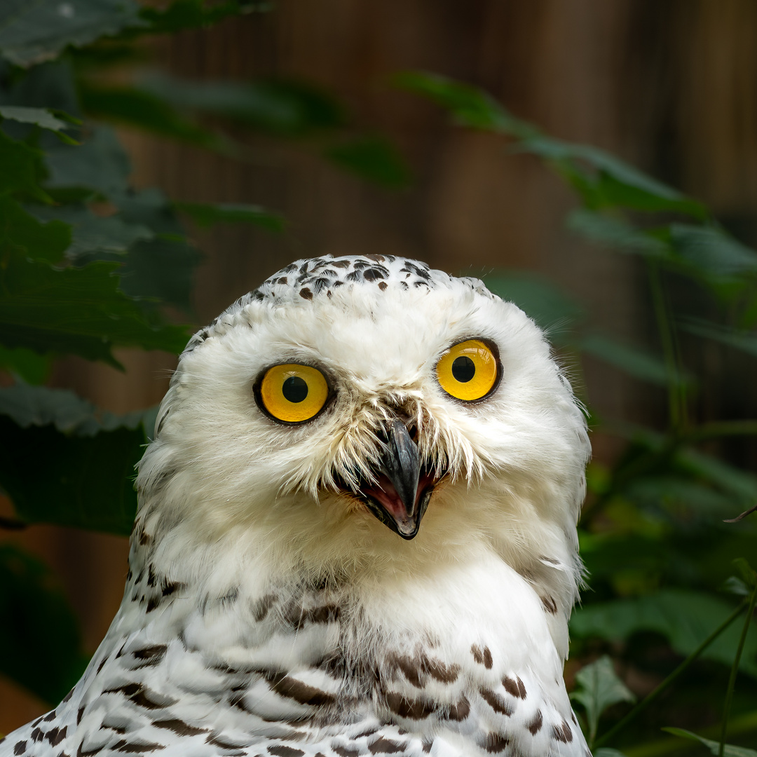 Schnee-Eule (Bubo scandiacus) im Portrait