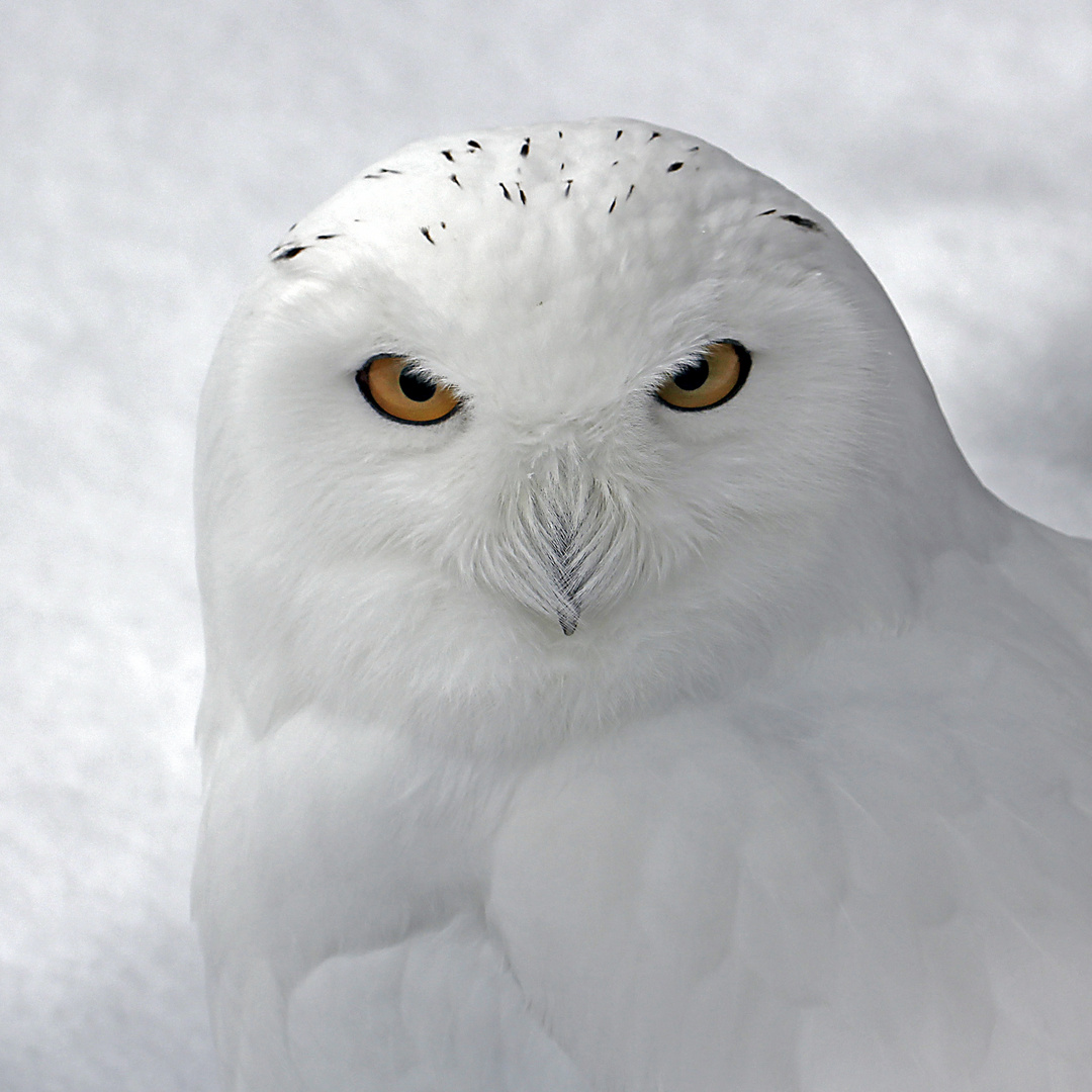 Schnee-Eule (Bubo scandiacus) Männchen