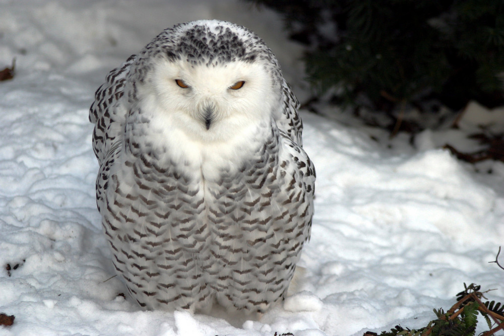 Schnee-Eule (Bubo scandiacus, Nyctea scandiaca)