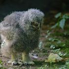 schnee-eule-bubo-scandiacus-snowy-owl_35257250613_o