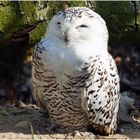 Schnee-Eule (Bubo scandiacus), Weibchen