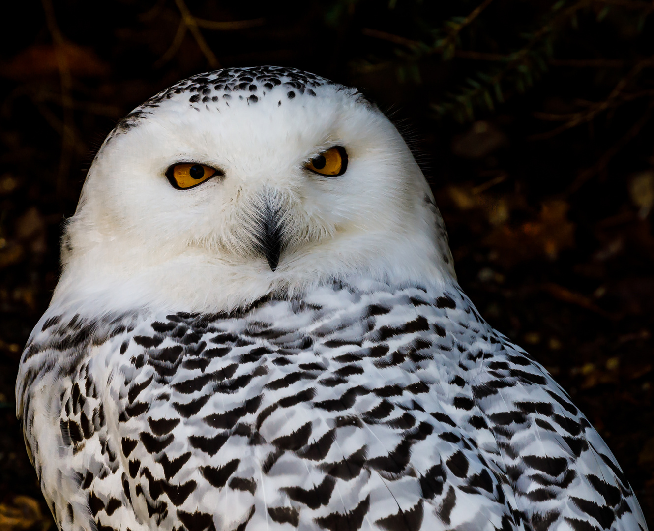 Schnee-Eule (Bubo scandiacus) (weiblich)