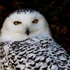 Schnee-Eule (Bubo scandiacus) (weiblich)