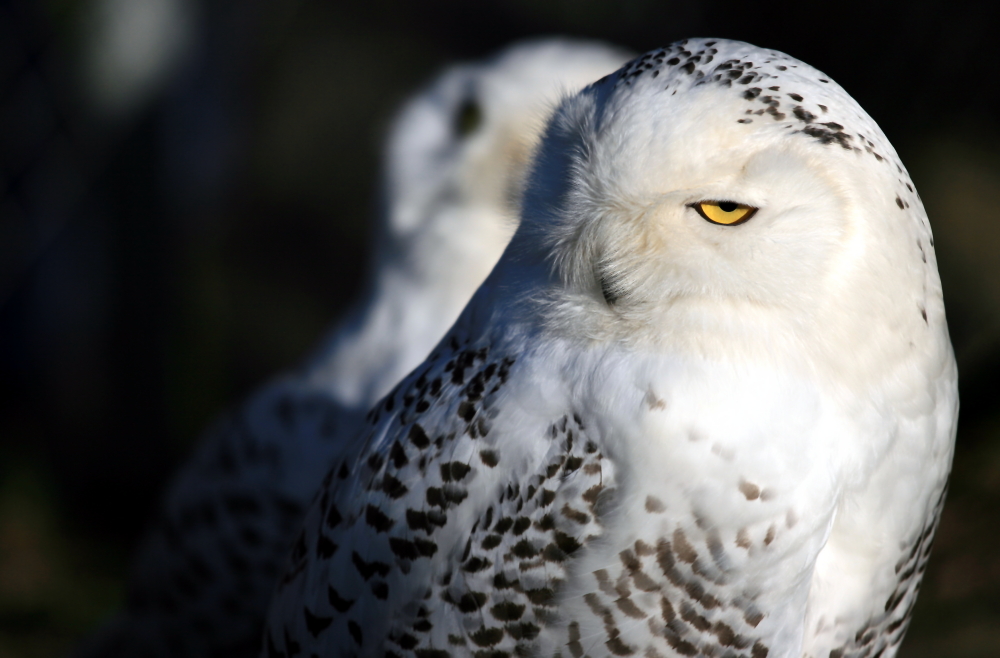 SchneeEule Foto &amp; Bild tiere, zoo, wildpark &amp; falknerei
