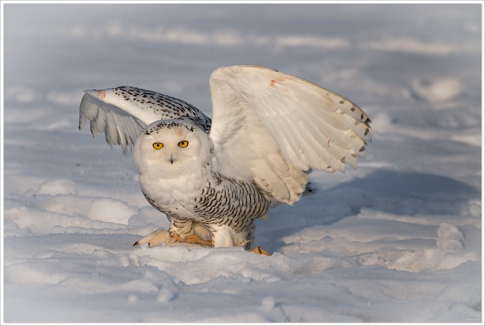 Schnee-Eule Foto & Bild | tiere, zoo, wildpark & falknerei, vögel