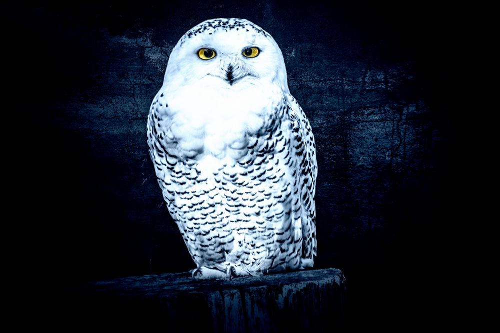 Schnee-Eule Foto &amp; Bild | tiere, zoo, wildpark &amp; falknerei, vögel
