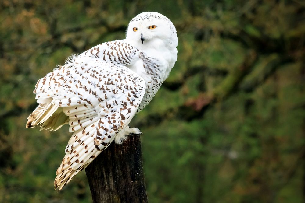 Schnee-Eule Foto & Bild | schnee, natur, portrait Bilder auf fotocommunity