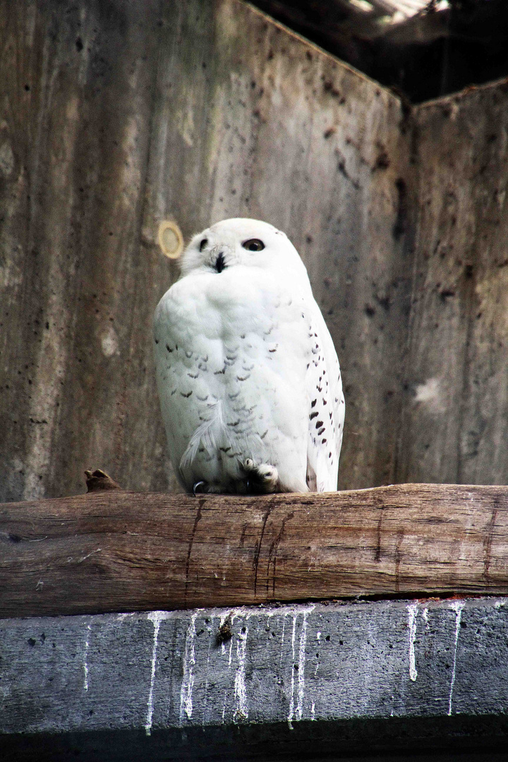 Schnee Eule im Duisburger Zoo