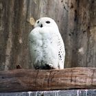 Schnee Eule im Duisburger Zoo