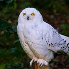 Schnee-Eule im Naturzoo Rheine