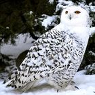 Schnee-Eule im Nordhorner Tierpark 