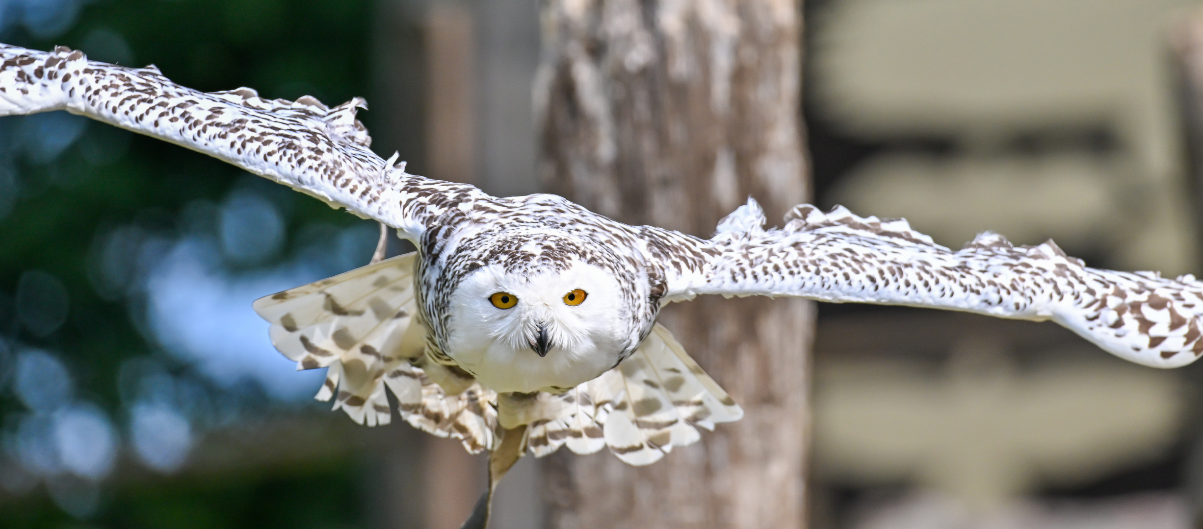 Schnee-Eule im Tierpark Sababurg