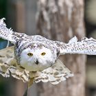 Schnee-Eule im Tierpark Sababurg