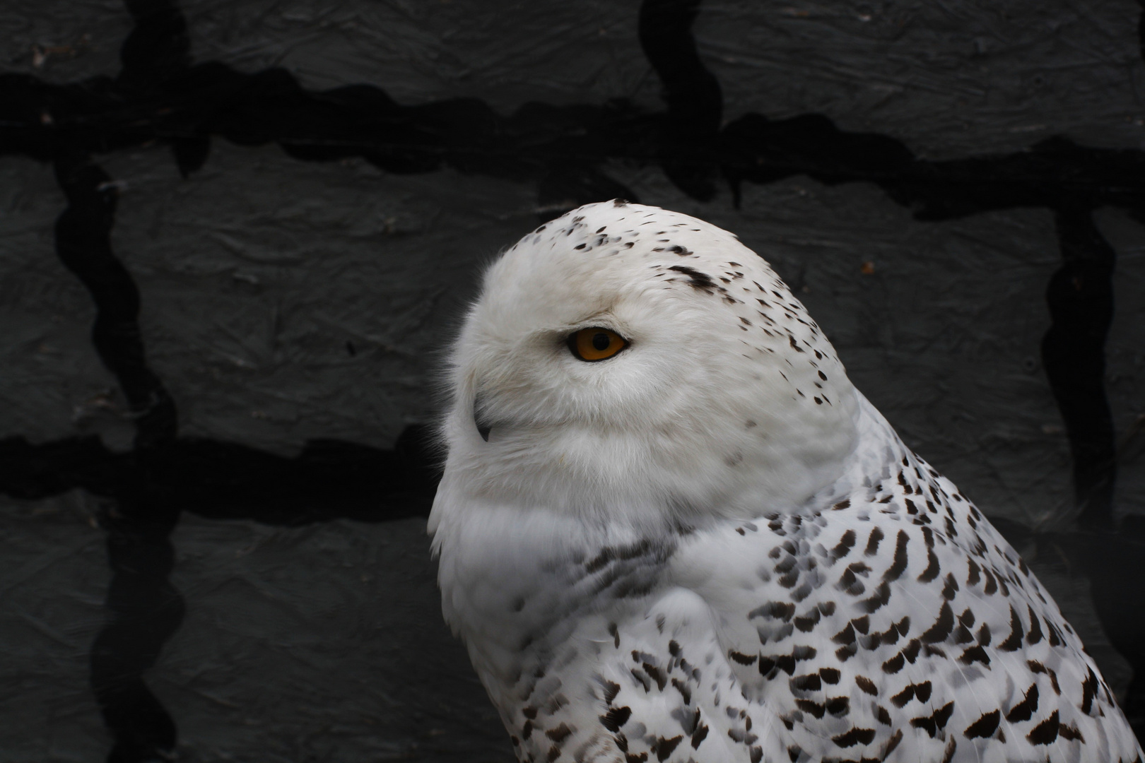 Schnee Eule im Vogelpark Schotten