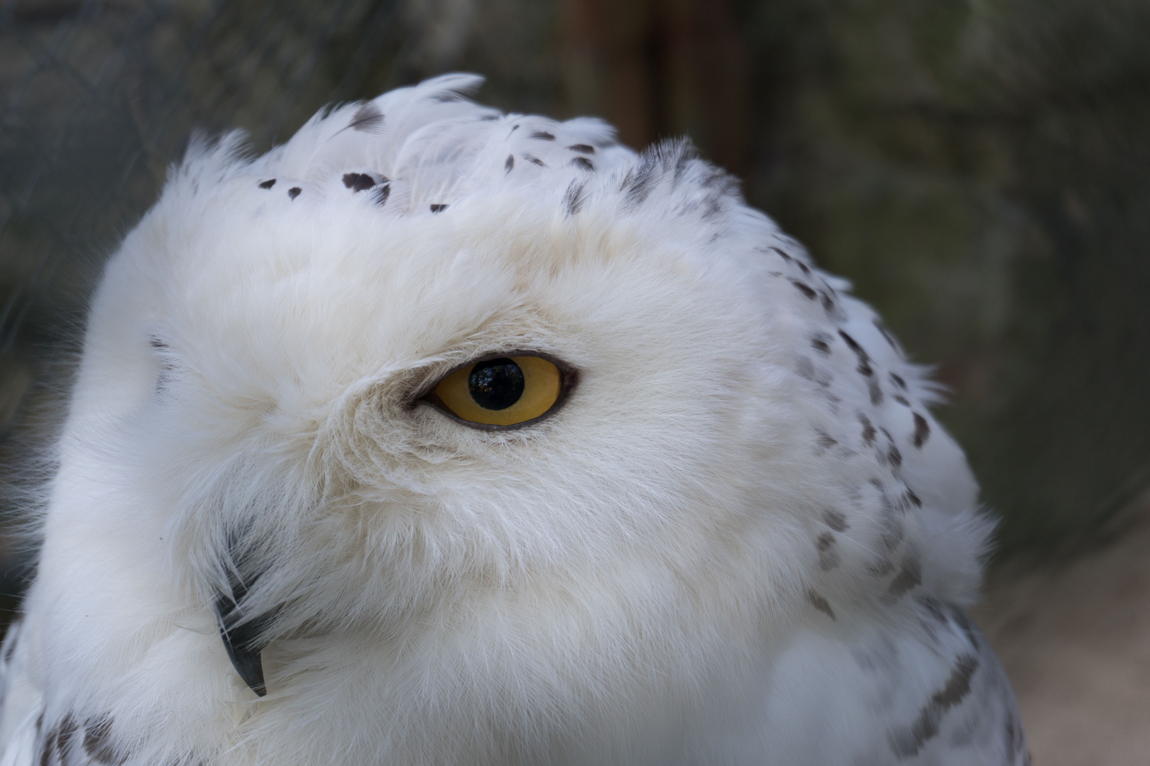 Schnee-Eule in Bergzoo Halle