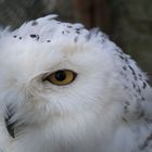 Schnee-Eule in Bergzoo Halle