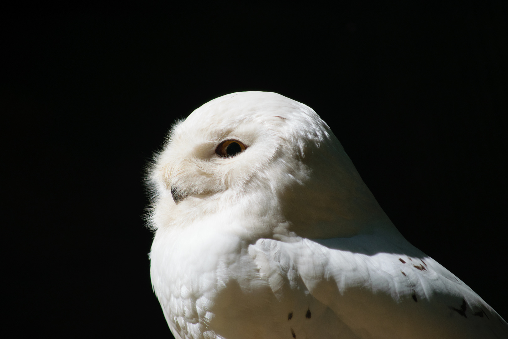 schnee-eule-m-bubo-scandiacus-snowy-owl_35620437700_o